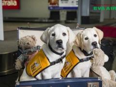 Chó đi máy bay EVA Air được không? Hướng dẫn toàn tập từ a-z